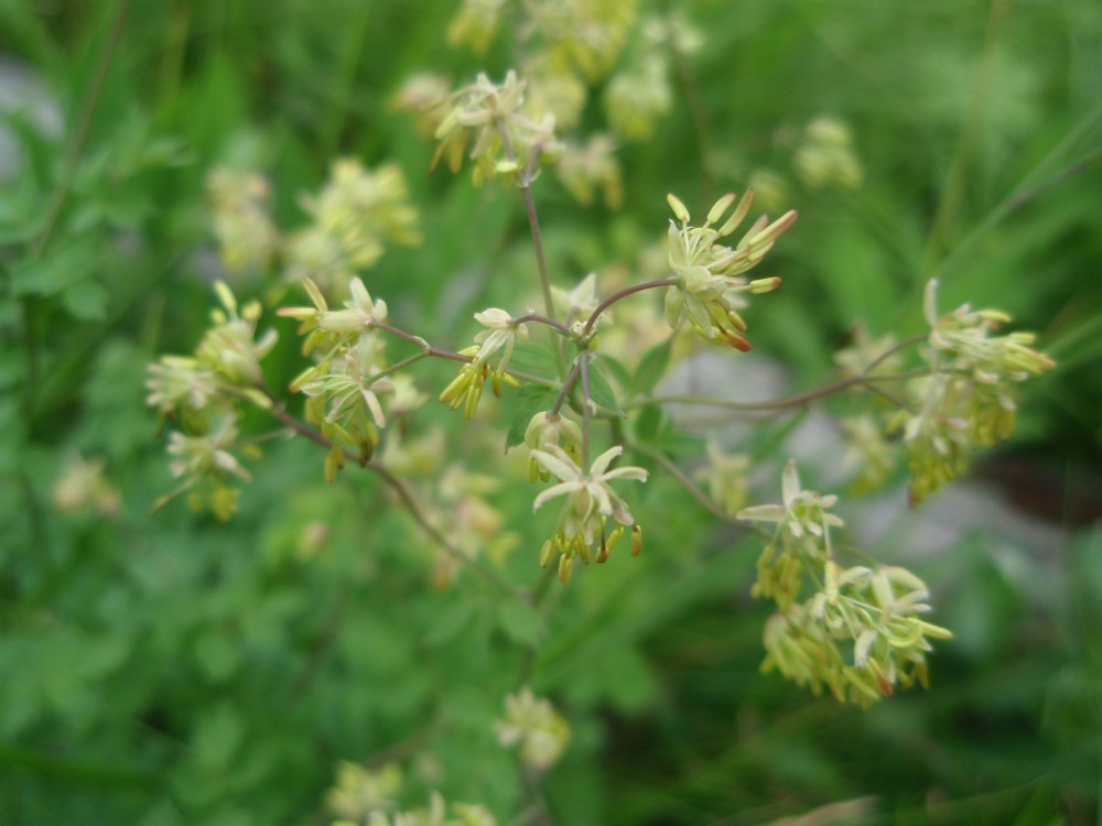 Thalictrum cfr.  minus